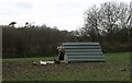 Pig and ducks at Rhosydd