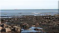 NT6481 : Rocks and kelp forest off St Baldred's Cradle by Richard Webb