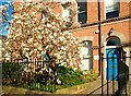 Magnolia tree, Belfast