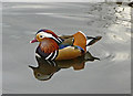 Mandarin Drake (Aix galericulata)