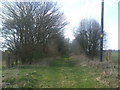 TM2184 : Trackbed looking towards Pulham St Mary by Ashley Dace