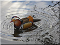 Mandarin Drake (Aix galericulata)