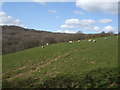 Sheep in Cwm Cothi