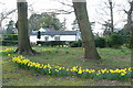 Daffodils at Chipstead