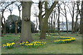 Daffodils at Chipstead