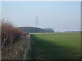 SE9537 : Pheasants Birthday Balloons in hedge towards Newbald Plantation by Glyn Drury