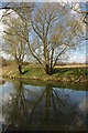 Trees on the bank of the Avon