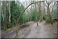 Footpath through Hurst Wood (3)