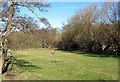 NZ2341 : Donkey Field at Bleach Green Farm by Roger Smith