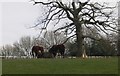 Cattle sharing a manger  near Ridgeway Farm