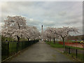 An avenue of cherry trees