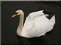 Mute swan (Cygnus olor)