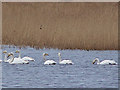 Whooper swans on Loch Suardal