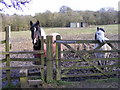 Paddock Horses