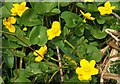 Marsh marigold, Lisburn