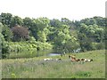 Riverside pasture opposite Uddingston