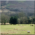 Across Ffrwd Cynon, near Cellan, Ceredigion