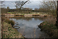 Reflections in mere near Whitchurch