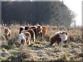 Ponies near Pitkerrie