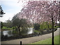 Pink blossoms in Ravenscourt Park