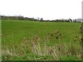 Clogherny Townland