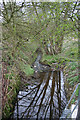 Reflections in Stag Brook, Whitchurch