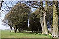 Avenue of trees near Radley College