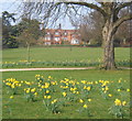 Christchurch Park in spring