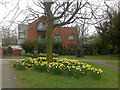 Daffodils, gravestones and New Apartments