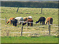 Alpacas near Oak Farm