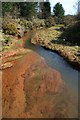 Carnon River pollution