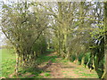 Bridleway Through The Trees