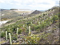 Land reclamation at Wheal Remfry china clay pit