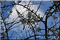 Plum Blossom, front garden, Kingsley Place