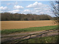 View across field to Bullen Wood