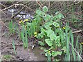 Marsh Marigolds in a ditch on Bookham Common