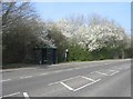 Bus Shelter & Blossom