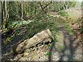 Turtle Head Trunk, Machen Forge Trail