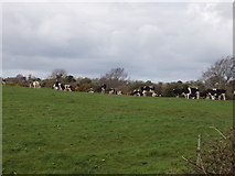 T0628 : Cattle near Ballymartin by David Hawgood