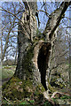 An old ash tree of some character