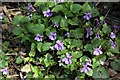 Violets next to the weir