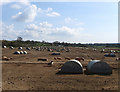 Free Range Pigs, Lee Farm