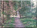 Raised footbridge over stream near Hammer Pond