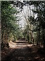 Bridleway, Rackham Common