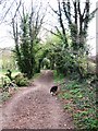 Along the County Boundary Bridleway near Tring