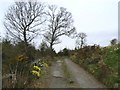 Roadside Daffodils