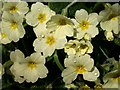 Primroses, Bickleigh