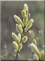 Dune Willow in Spring