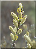 SD3115 : Dune Willow in Spring by Gary Rogers