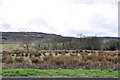 SN5413 : Field of sedge adjacent to Mynydd Mawr Woodland Park by Mick Lobb